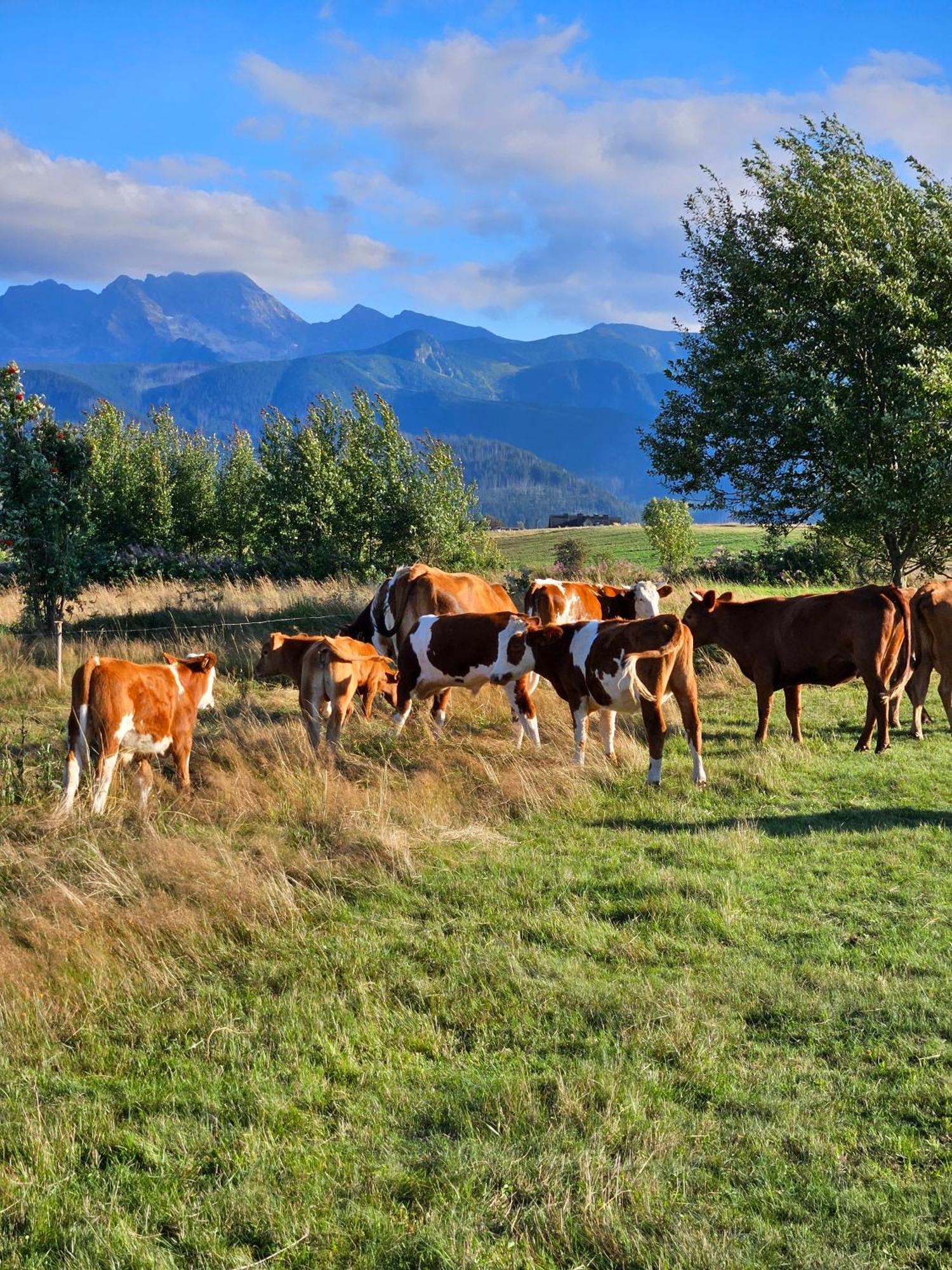 Goralska Chatka 2 Highland Cottage - Split Ac, Jacuzzi, Sauna, Private Parking, Mountains View, Garden, Zakopane Extérieur photo